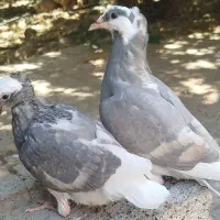کبوتر لیلک الماسی خط دار|پرنده|شیراز, محمدیه|دیوار