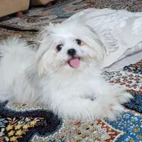 سگ بسیار آروم و بامزه|سگ|رشت, دیلمان|دیوار