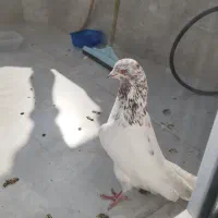 کبوتر کفتر