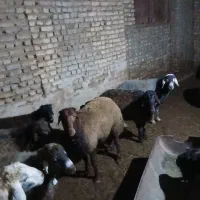 بره نر چاق سرکی