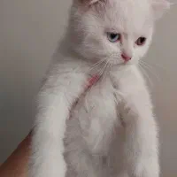 بچه گربه نژاد دار|گربه|کرمان, |دیوار