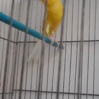 نر کشیده بلند روزگاری