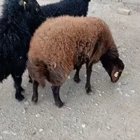 قوچ ژندار