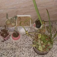 گل با گلدان بسیار شیک|گل و گیاه طبیعی|بروجرد, |دیوار