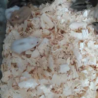 همستر کمپل کوچولو مهربان 3رنگ