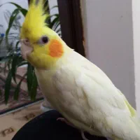 عروس هلندی گم شده