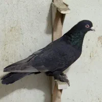 کفتر طاوسی الماسی کاکل میولمنز پشتی دمسفید|پرنده|شیراز, پودنک|دیوار