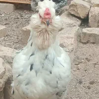 مرغ و خروس گلین