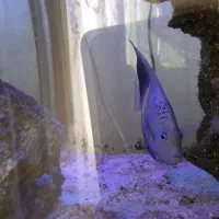 فرشته خجالتی عمان مخصوص آب شور سایز بزرگ|ماهی|اندیشه, اندیشه فاز ۵|دیوار