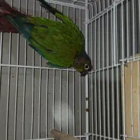 گرینچک نر بالغ با تست مشهد|پرنده|لار, |دیوار