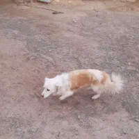 حیوانات خانگی