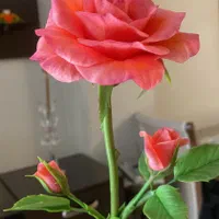 گل رز های قالبی (انعطافی )|گل مصنوعی|تهران, قنات‌کوثر|دیوار