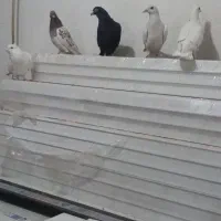 5عددکفترهوای