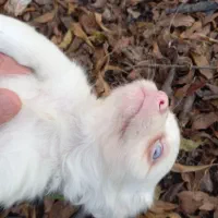 دوعدد سگ‌پاکوتاه خوشگل|سگ|قائم‌شهر, |دیوار