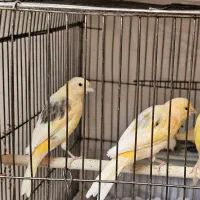 ۱۰ جوجه قناری اکثر نر ریز خون