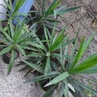 یوکاهای سرسبز|گل و گیاه طبیعی|رشت, عینک|دیوار