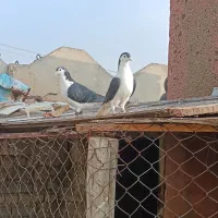 نروماده سیاپاک|پرنده|مشهد, شهرک شیرین|دیوار