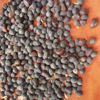 بذر گل پبچک