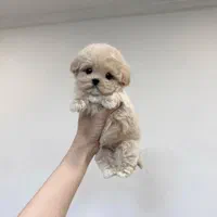 سگ خانگی اپارتمانی مینی پودل مالتیزی