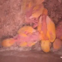 جوجه اوپال سرنارنجی