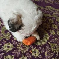 واگذاری سگ|سگ|کرمان, |دیوار