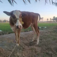 گاو چاق وسرحال|حیوانات مزرعه|بندرعباس, |دیوار