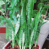 سانسوریا سبز|گل و گیاه طبیعی|ایذه, |دیوار