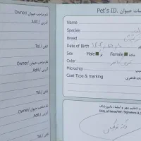 خرگوش لوپ|موش و خرگوش|زابل, |دیوار