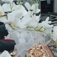 پول نو شاباش کلکسیونی