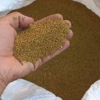 250کیلو بذریونجه درجه یک