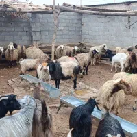 فروش دام پرواری جهت کشتار|حیوانات مزرعه|لردگان, |دیوار