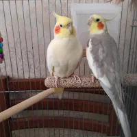 جفت عروس هلندی همراه با قفس