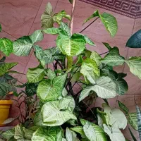 گل سینگولیوم