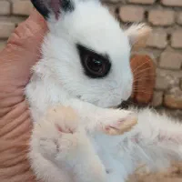 بچه خرگوش کوچولو جذاب