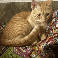 واگذاری گربه|گربه|برازجان, |دیوار