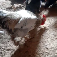 فروش خروس سفید چهل تاج و ساده و ....|حیوانات مزرعه|تفت, |دیوار