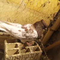 کبوترها|پرنده|شیروان (خراسان), |دیوار