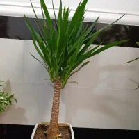 گل یوکا ذرتی