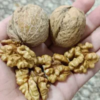 گردوتازه امساله|خوردنی و آشامیدنی|اسفرورین, |دیوار