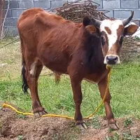 ورزا سرشاخ میزان و خوشرنگ