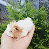 خوکچه هندی فشن|موش و خرگوش|کوچصفهان, |دیوار