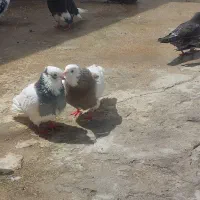 کبوتر هر عدد یک میلیون تومان