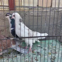 کفتر|پرنده|قم, نیروگاه|دیوار