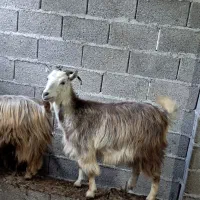 بز جوان ۱ ساله حدود ۴۰ کیلویی گوسفند|حیوانات مزرعه|رشت, بازار|دیوار