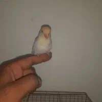 جوجه کوتوله برزیل