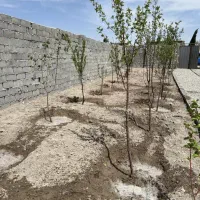 باغچه ۲۲۰ متری/ چهاردیواری/ با انشعابات جلوی ملک|فروش زمین و ملک کلنگی|اسلامشهر, شهرک احمدیه|دیوار