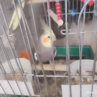 جوجه سرلاکی عروس هلندی