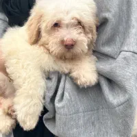 سگ میکس پودل