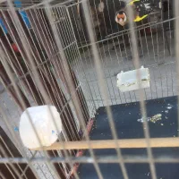 سهره جفتی تولک|پرنده|دماوند, دماوند|دیوار