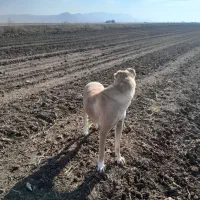 سگ ماده گله ای|سگ|ماهیدشت, |دیوار